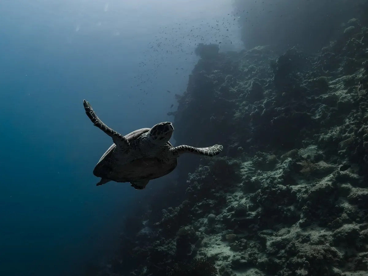 10 Common Mistakes That Damage Coral Reefs (and How to Avoid Them)