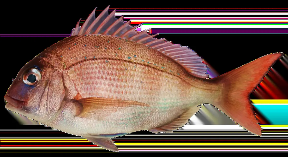 Coral Reef Fish for Beginners: 12 Easy Species to Identify in the Red Sea