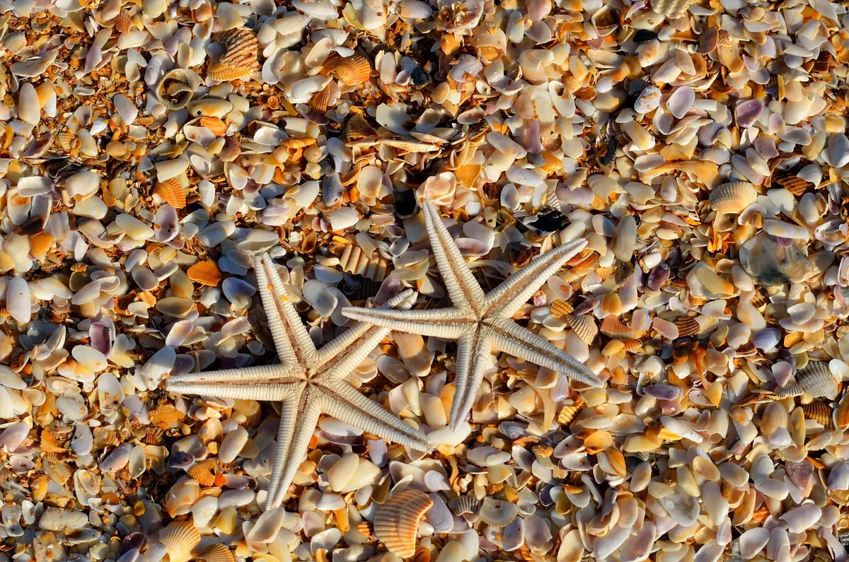 Ocean Acidification and Coral Reefs: A Simple Explainer for UK Readers